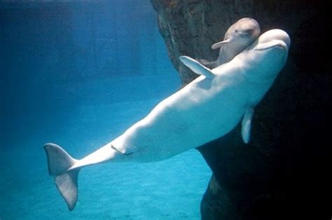 Being a baby whale is better than being a catfish. Dive Into The Ocean with me: Beluga whale