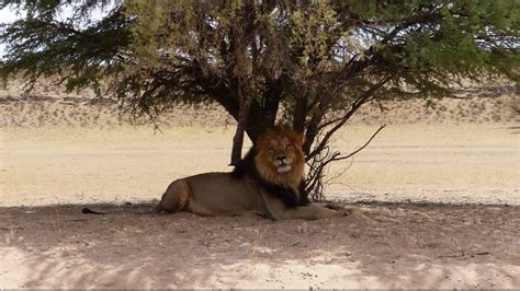 kgalagadi transfrontier park south african national parks