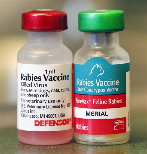 Recent Rabies Cases In Calhoun County Highlight Importance Of