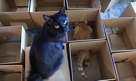Video This Incredible Maze Of Cardboard Boxes Is What Every Cat