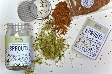 Sprouting Kit Grow Your Own Sprouts Etsy