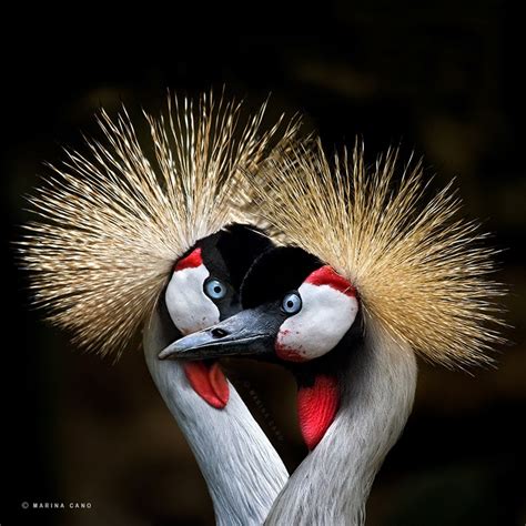 Splendid Wild Animals Photography By Marina Cano