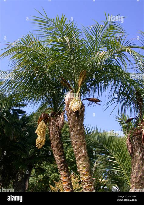 Pygmy Date Palm Miniature Date Palm Phoenix Roebelenii Blooming