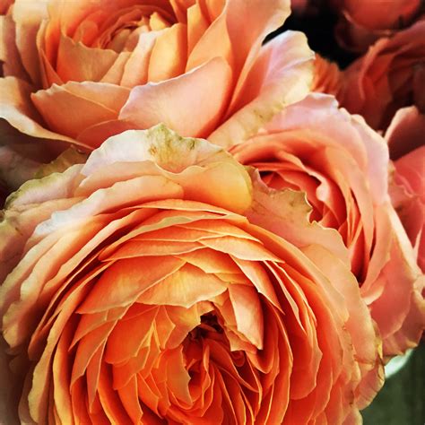Romantic Antique Roses Jardins