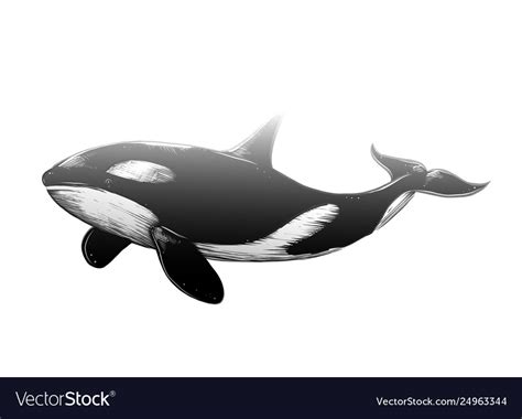 How To Draw A Killer Whale Jumping Out Of Water Step By Step You Can