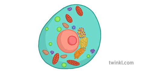 Check spelling or type a new query. Animal Cell No Labels Illustration - Twinkl