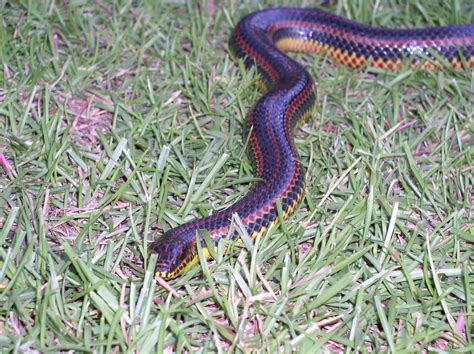 Filerainbow Snake Taken In Southern Georgia In June 2003 2 Wikipedia