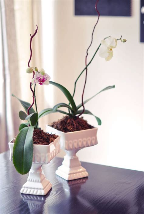 Decorating With Orchids And A Great Trick For Growing Them Orchids Growing Orchids Orchid Plants