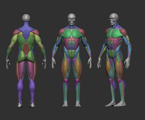 Musculature Simplified D Print Model Anatomy Reference Anatomy
