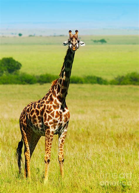Big Wild African Giraffe Photograph By Anna Om Fine Art America