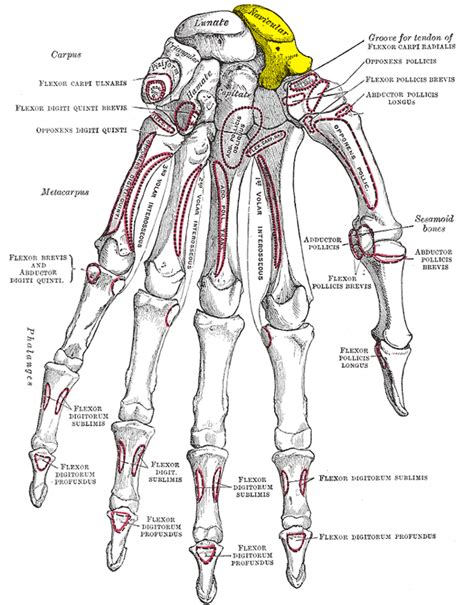 Scaphoid Bone Wikiwand