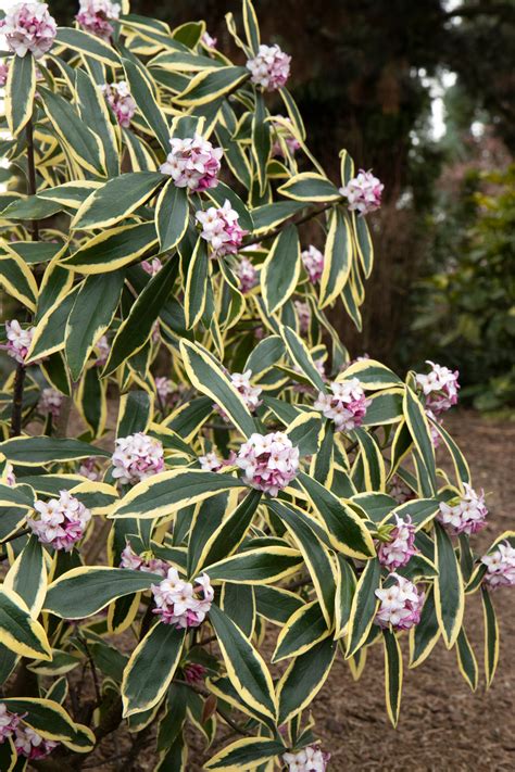 We did not find results for: Moonlight Parfait® Winter Daphne - Monrovia Moderate ...
