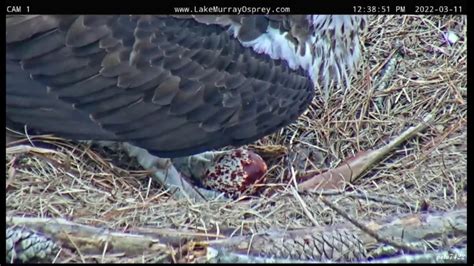 Lake Murray Osprey Lucy Lays 1st Egg Ricky Gets 1st Look Plus Brood Time 1234pm 3 11 2022 Youtube