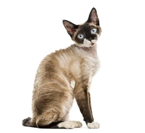 Devon Rex Cat Breed Information And Characteristics