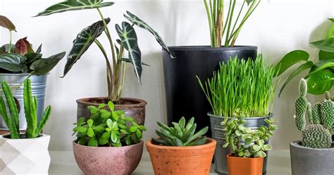 Best Indoor Plants Best Houseplants Love The Garden