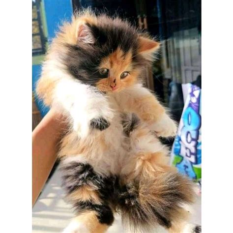 Jual Bulu Calico Belang Telon Kucing Kitten Persia Medium Anggora