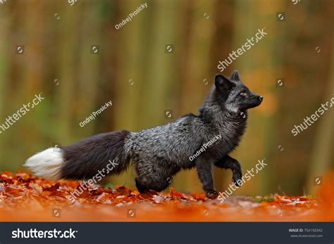 Black Fox Images Stock Photos And Vectors Shutterstock