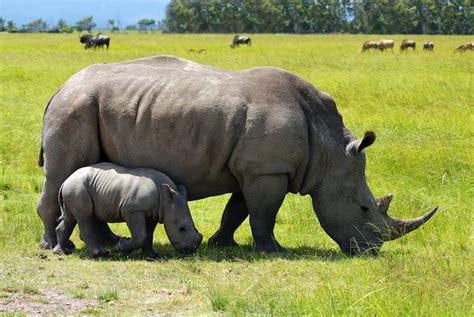 عادت أعداد وحيد القرن في إفريقيا للارتفاع بمعدل سنوي وصل إلى 2:5 بالمئة بين عامي 2012 و2018، ليقفز عددها من 4.845 إلى. كيف يتم تزاوج وحيد القرن ؟ | المرسال