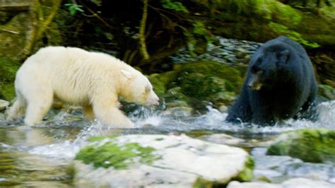 Mother Protects Her Cubs From Huge Black Bear Natural World Ghost