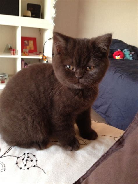 ©hermione British Shorthair Chocolate British Shorthair Kitten