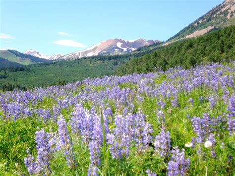 Crested Butte Co Wildflower Season Explore Colorado Crested Butte
