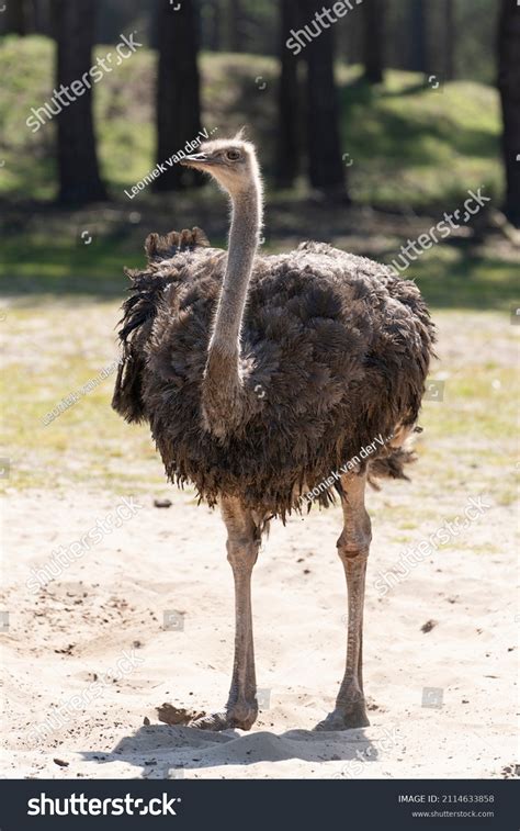 Female Ostrich Struthio Camelus Standing Looking Stock Photo 2114633858