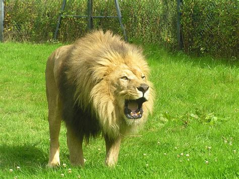 Free Majestic Lion Stock Photo