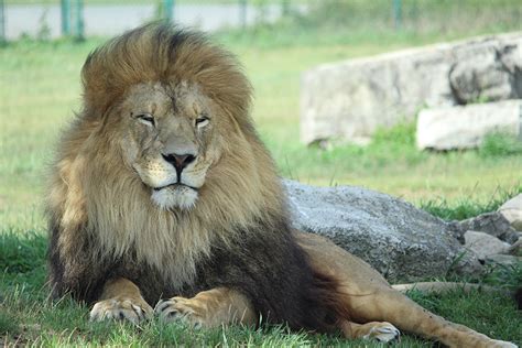 The lion is one of the largest, strongest and powerful felines in the world, second only in size to the incredible lion facts! African Lion Safari - Explore Waterloo Region