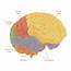 Lobes Of The Brain  A Place Where Everything Starts Mindvalley Blog