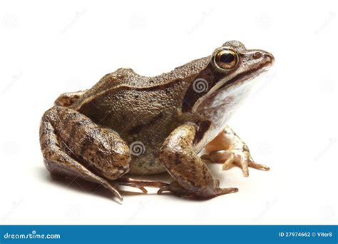 Common Frog Rana Temporaria Over White Stock Photo Image Of White