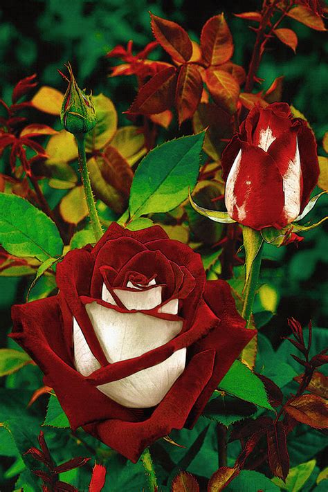 The Osiria Rose Digital Art By Don Kuing Fine Art America
