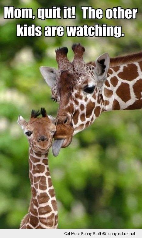 12 Funny Giraffe Memes That Will Make Your Day Cute Animals Animals