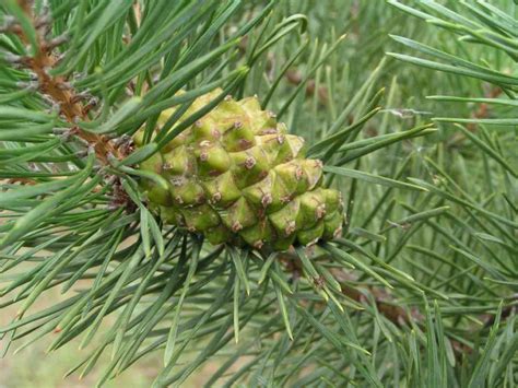 Pine Nut Cultivation Farming Production In India Agri Farming