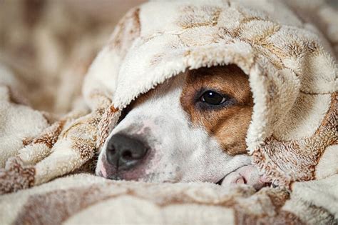If the dog has lymphoma in either stage 4 or 5 the chances of entering remission are much lower. Here's How to Tell If Your Dog Has a Cold — and What to Do ...