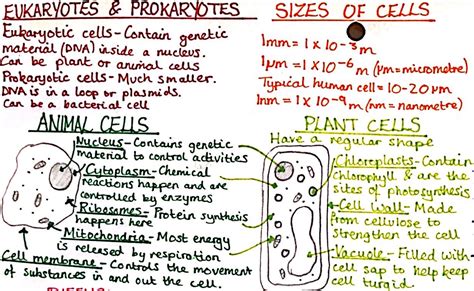 Biology Notes For Matric Students A Cell Riset