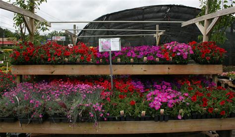 We pay special attention to the optimal packaging of flowers and control the. Nursery Flowers Near Me