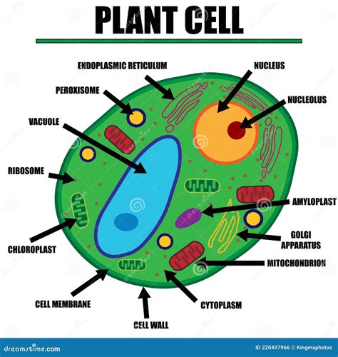 Cell Plant Wall Stock Illustrations – 305 Cell Plant Wall Stock
