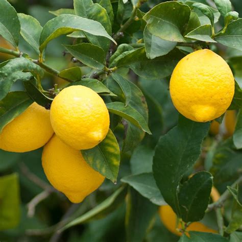 Lemon Tree Verdego