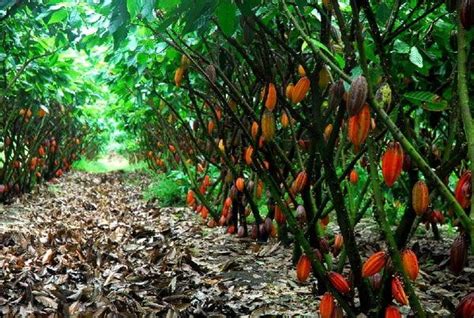 Growing Cacao Cacao Production Guide Dream Garden Fruit Trees