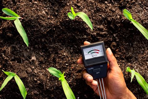 Terre acide causes inconvénients quels végétaux planter