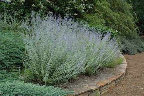 Once the plant dies, you can remove the stump remains from your garden. Russian Sage (Perovskia atriplicifolia) in Reno Sparks ...