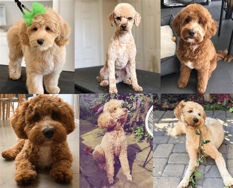 The english teddybear goldendoodle is a smart, friendly and beautiful breed that you will fall in love with. Pin on Golden doodle