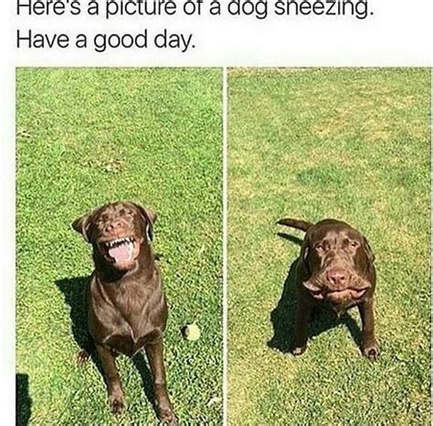 50 Humorous Dog Pics And Memes That Will Make You