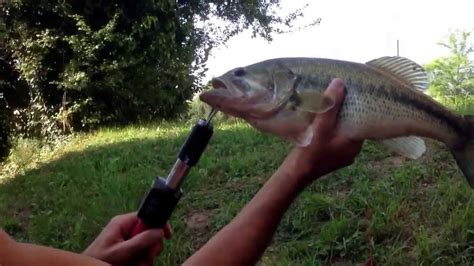 Pesca Al Bass A Spinning Youtube