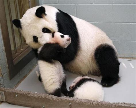 Atlantas Twin Giant Panda Cubs Turn Out To Be Female