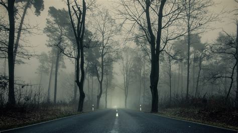 Forest Road Between Trees And Fog 4k Hd Nature Wallpapers Hd
