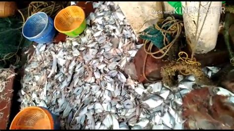 Get latest info on pomfret fish, suppliers, manufacturers, wholesalers, traders, wholesale suppliers with pomfret fish prices for buying. How to Catch & Cut Pomfret fish - YouTube