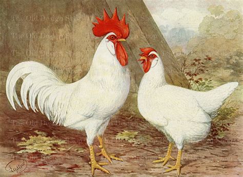 Vintage Rooster And Hen White Leghorn Chicken Printable Farm Etsy