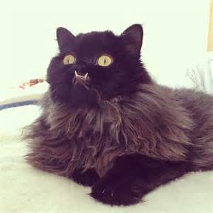 Image result for images of monster cat
