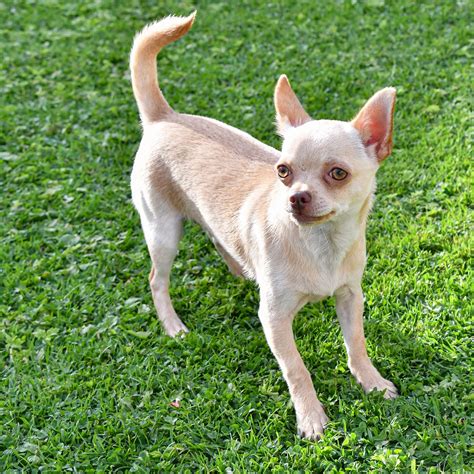 Dog Chihuahua Pet Free Photo On Pixabay Pixabay